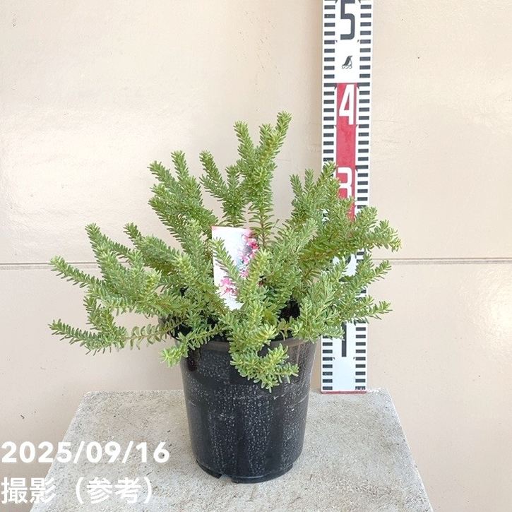 グレビレア ラニゲラ 6号｜花木04-PA | 花木・庭木,[オージープランツ