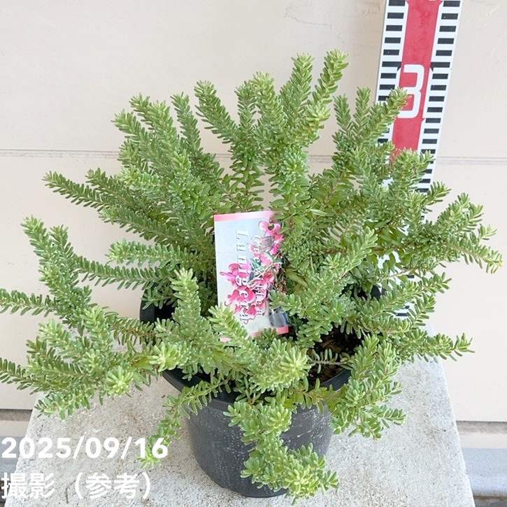 グレビレア ラニゲラ 6号｜花木04-PA | 花木・庭木,[オージープランツ