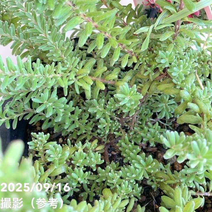 グレビレア ラニゲラ 6号｜花木04-PA | 花木・庭木,[オージープランツ