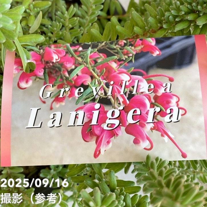 グレビレア ラニゲラ 6号｜花木04-PA | 花木・庭木,[オージープランツ