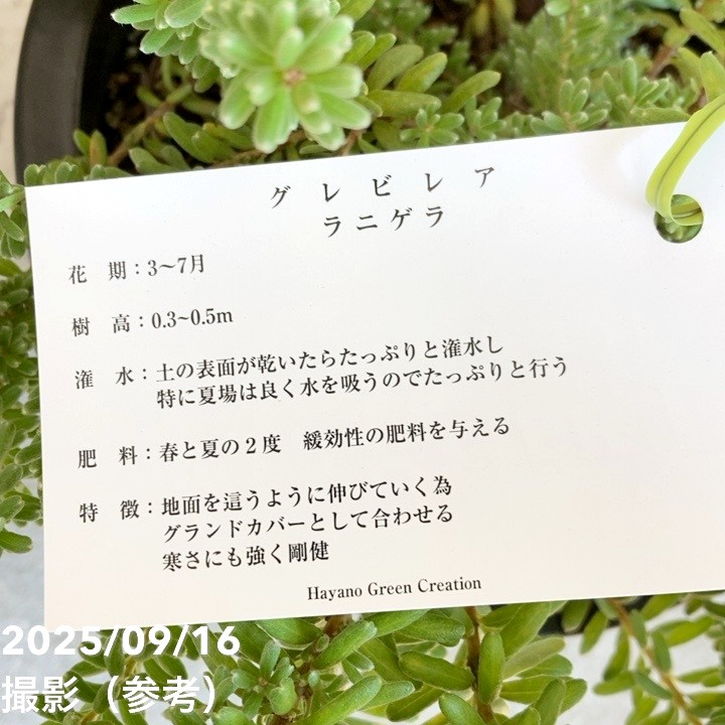 FAP 植物様 リクエスト 2点 まとめ商品 FAP 植物様 リクエスト 2点 まとめ商品 MNQ様 リクエスト 2点 まとめ