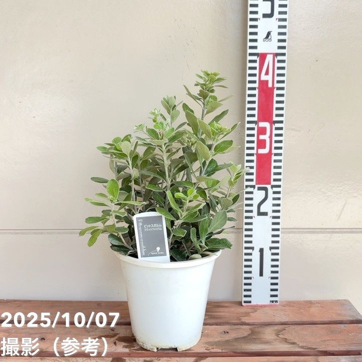 ピットスポルム クラシフォリウム 5号|花木04-PA