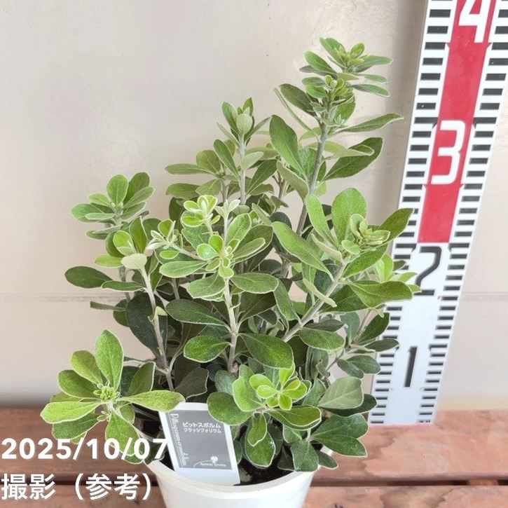 ピットスポルム クラシフォリウム 5号|花木04-PA