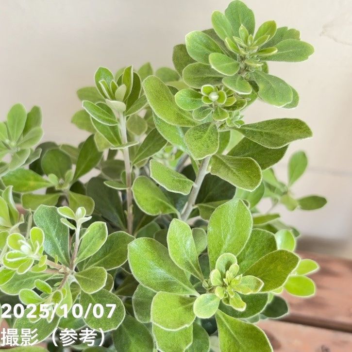 ピットスポルム クラシフォリウム 5号|花木04-PA