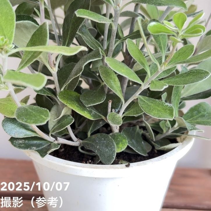 ピットスポルム クラシフォリウム 5号|花木04-PA