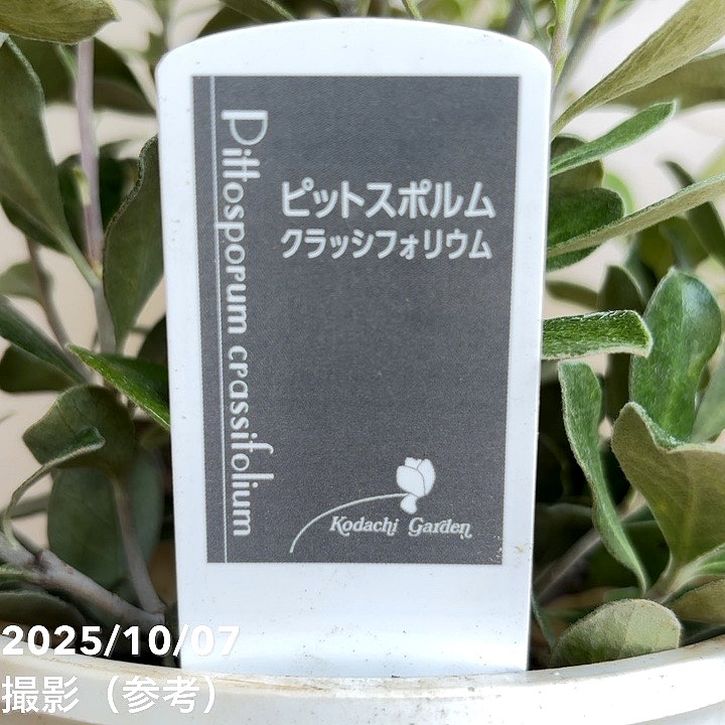 ピットスポルム クラシフォリウム 5号|花木04-PA