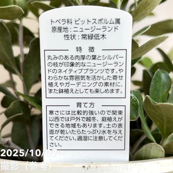 ピットスポルム クラシフォリウム 5号｜花木04-PA | 花木・庭木 | 赤塚