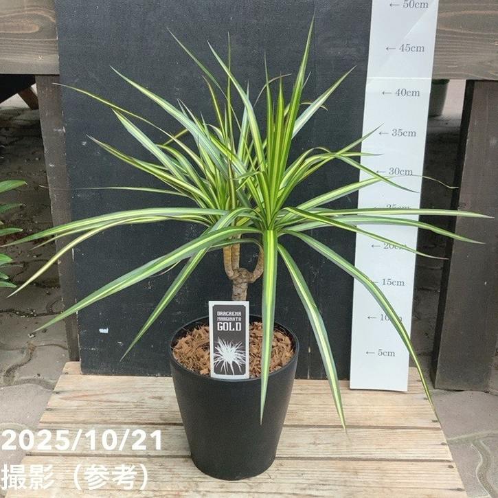 ドラセナ マジナータ ゴールド 5号｜観葉04-PA | 観葉・多肉 | 赤塚