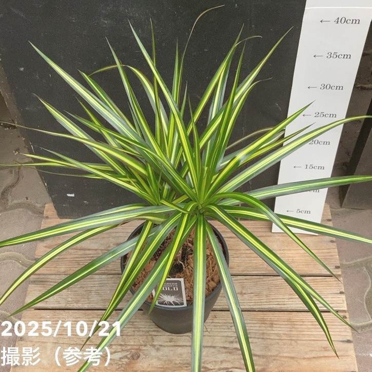 ドラセナ ドラセナ マジナータ ゴールド 5号｜観葉04-PA | 観葉・多肉 | 赤塚