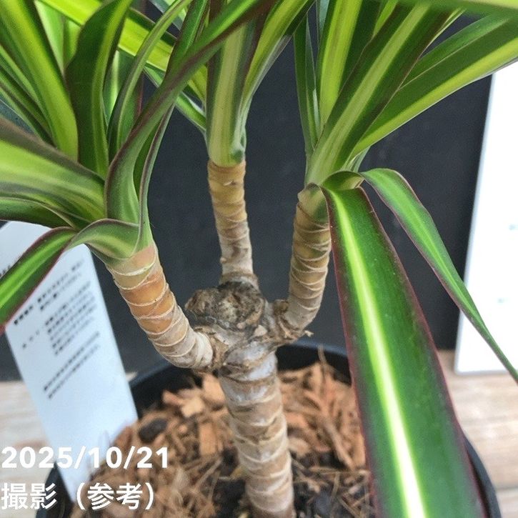 ドラセナ マジナータ ゴールド 5号｜観葉04-PA | 観葉・多肉 | 赤塚