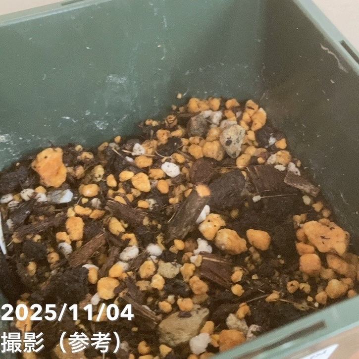 芍薬 シャクヤク 4号ロング コマンドパフォーマンス|草花04-PA