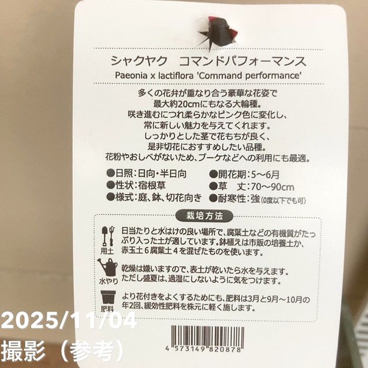 芍薬 シャクヤク 4号ロング コマンドパフォーマンス|草花04-PA