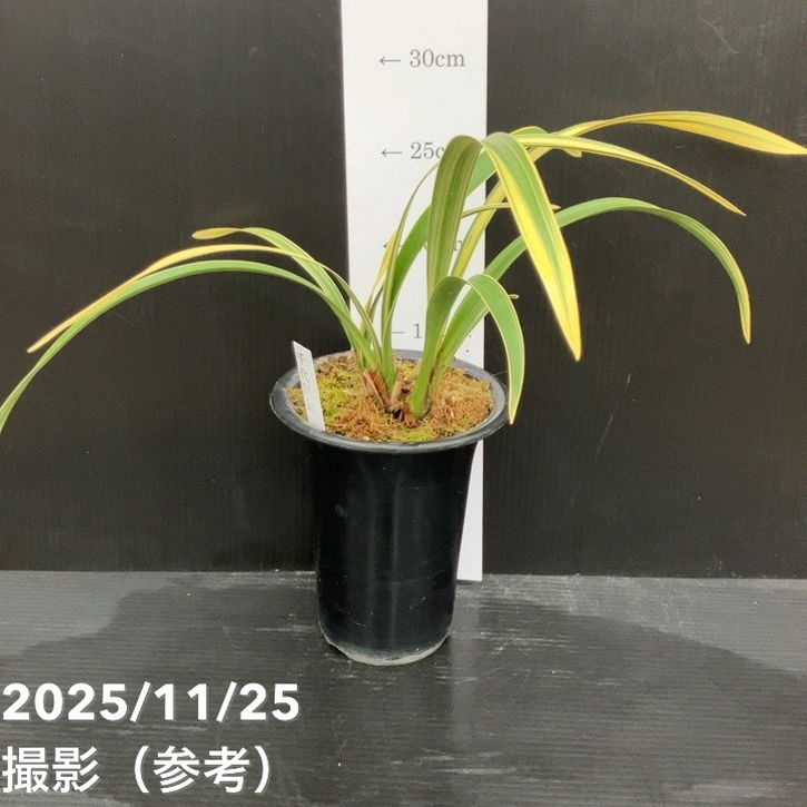 花芽1個＞キンリョウヘン 4号（千代田錦）｜ミツバチ蘭｜洋蘭10-TU