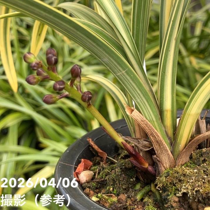 蘭　キンリョウヘン　蜜蜂誘引蘭 アボウオーキッド-アボウファーム | 蜜蜂🐝の季節です🐝 日本蜜蜂を
