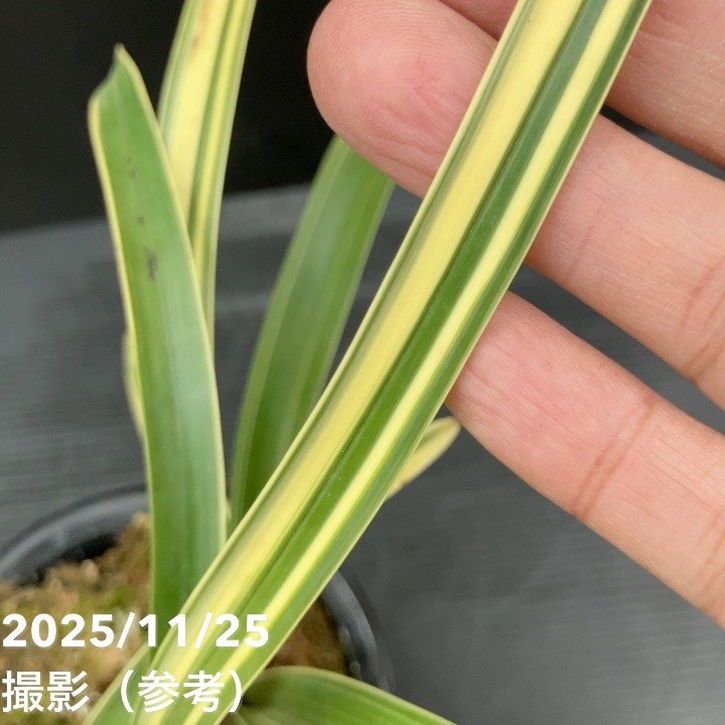 花芽1個＞キンリョウヘン 4号（千代田錦）｜ミツバチ蘭｜洋蘭10-TU