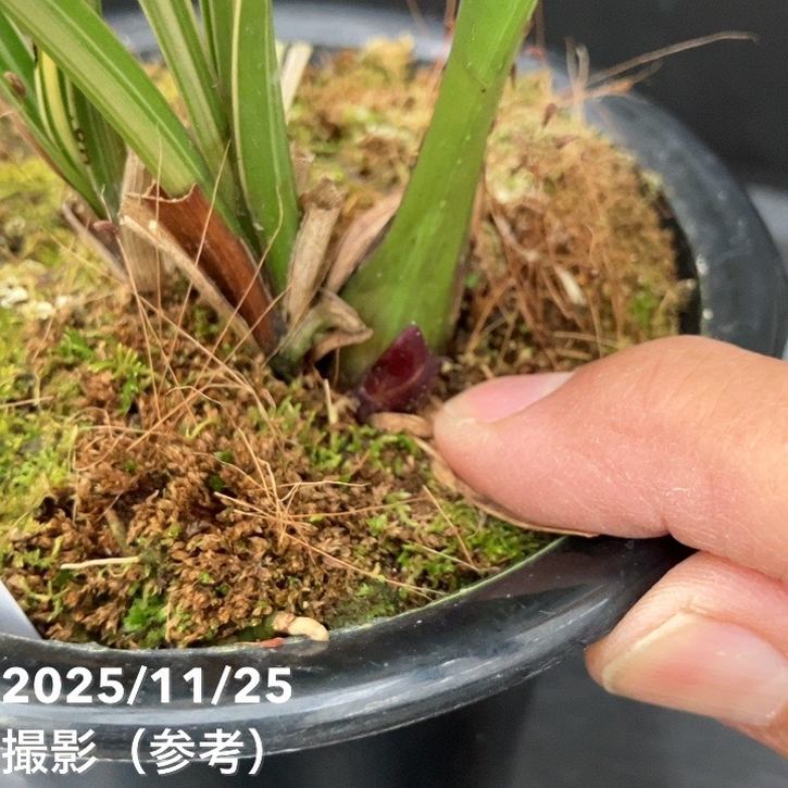 花芽1個＞キンリョウヘン 4号（千代田錦）｜ミツバチ蘭｜洋蘭10-TU