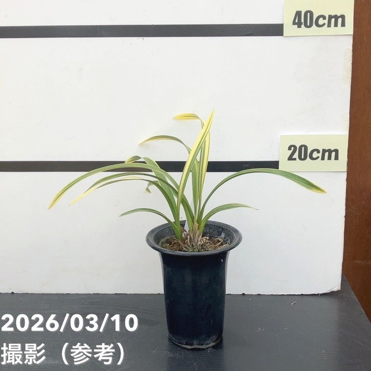 花芽1個＞キンリョウヘン 4号（千代田錦）｜ミツバチ蘭｜洋蘭10-TU