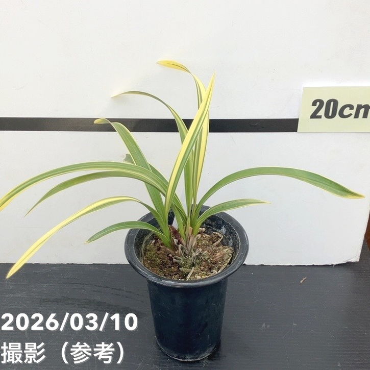 <花芽1個>キンリョウヘン 4号(千代田錦)|ミツバチ蘭|洋蘭10-TU