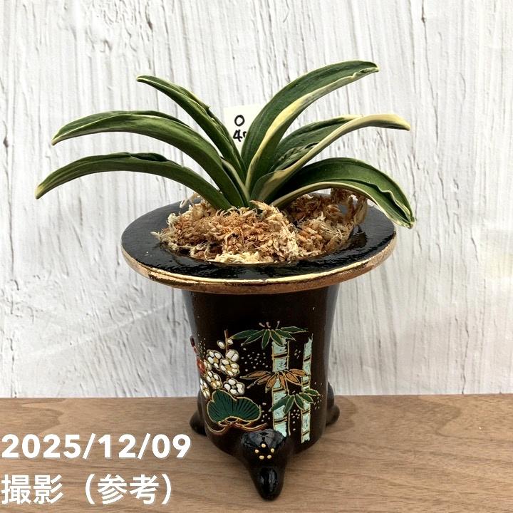 決算P5倍！10%OFF！8/2まで】【現品お届け】豊明園 万年青 オモト