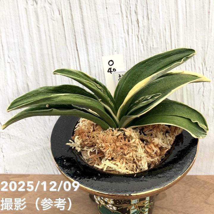 万年青 千代田の松 薄葉系 鉢付き おもと 千代田の松 (ちよだのまつ