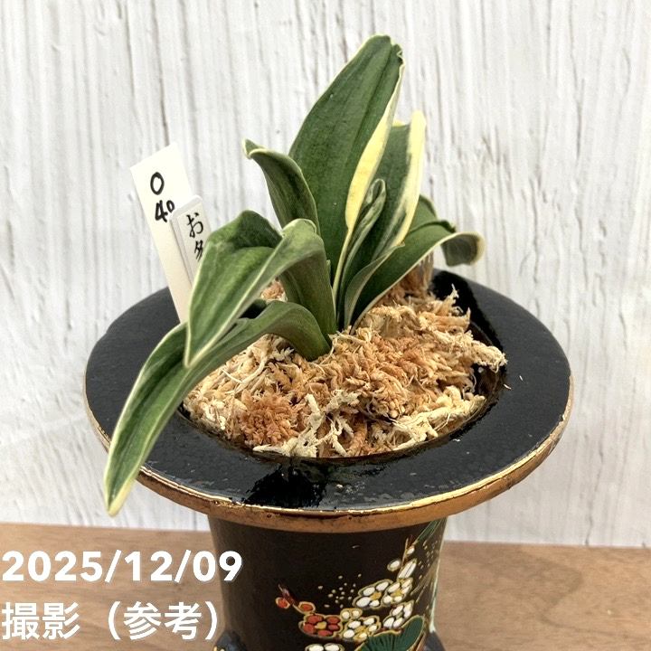 決算P5倍！10%OFF！8/2まで】【現品お届け】豊明園 万年青 オモト