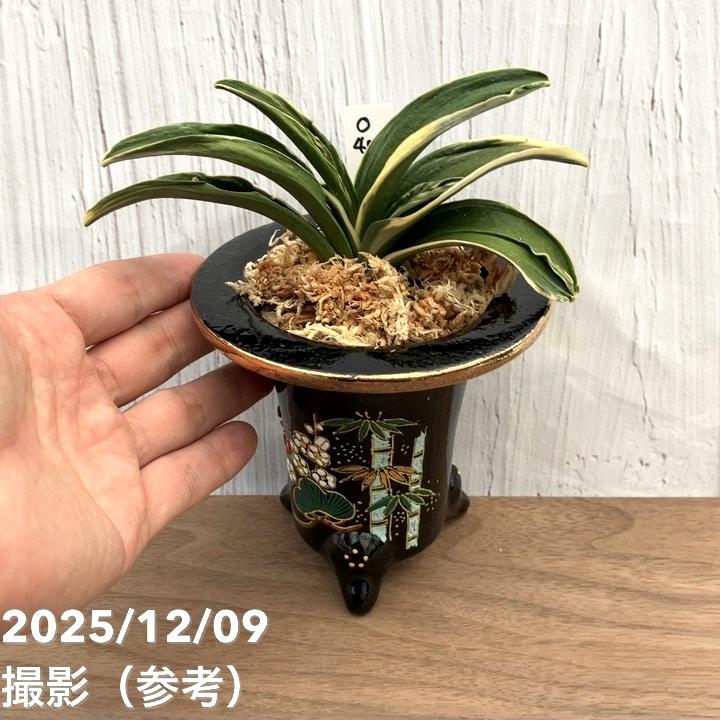 現品お届け】豊明園 万年青 オモト お多福（おたふく） 松竹梅鉢（O40