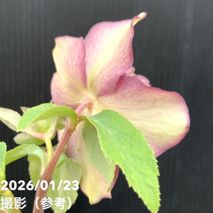 一点物】加藤農園 クリスマスローズ ゴールドモーリー 4.5号（KT43