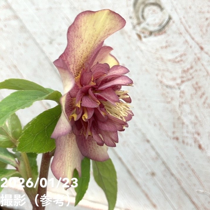 【冬季限定価格】★カリフォルニアゴールド★苗　特大株 バナナ苗 カリフォルニアゴールド バナナ : ちたフルーツビレッジ