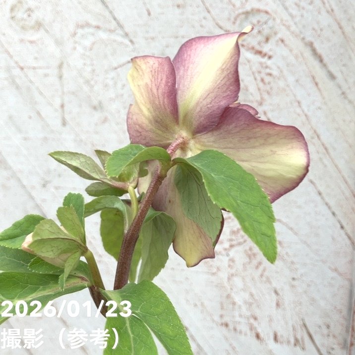 一点物】加藤農園 クリスマスローズ ゴールドモーリー 4.5号（KT43