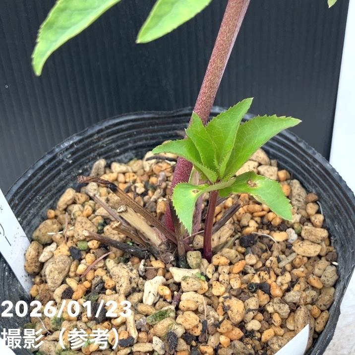 一点物】加藤農園 クリスマスローズ ゴールドモーリー 4.5号（KT43