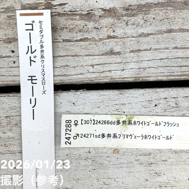 一点物】加藤農園 クリスマスローズ ゴールドモーリー 4.5号（KT43