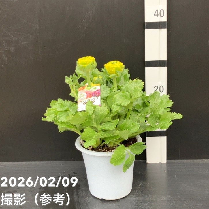 現品お届け】ラナンキュラス ポンポン 5号 ルナ｜草花10-TU | 草花
