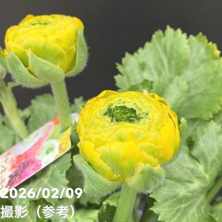現品お届け】ラナンキュラス ポンポン 5号 ルナ｜草花10-TU | 草花