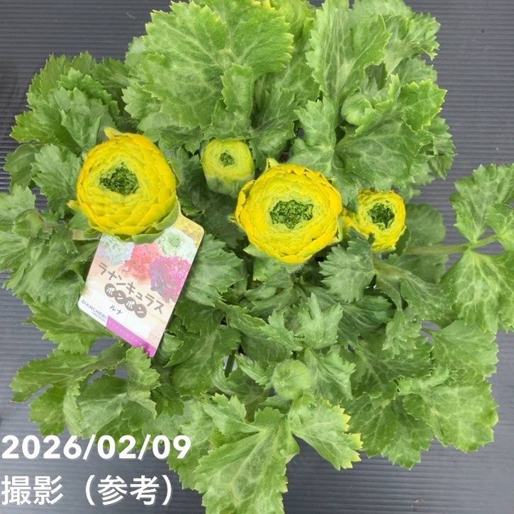 現品お届け】ラナンキュラス ポンポン 5号 ルナ｜草花10-TU | 草花