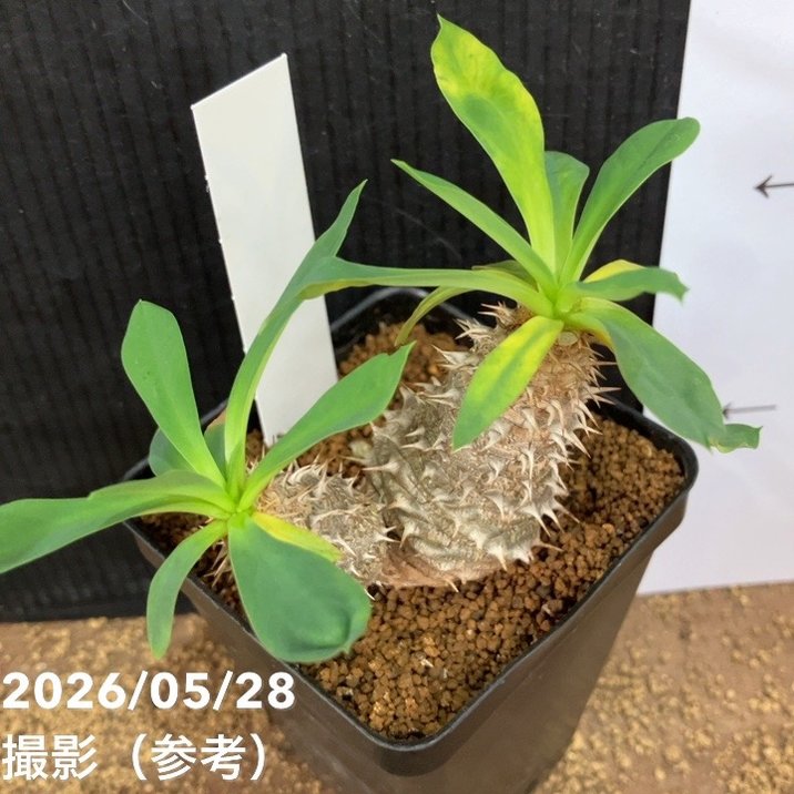 【希少】ユーフォルビア パルビメデューサエ ハイブリッド コーデックス2.5寸 ユーフォルビア パルビメデューサ ハイブリッド 2.5号｜観葉04-PA