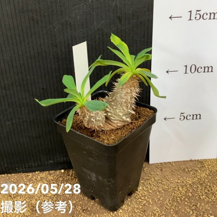 ユーフォルビア パルビメデューサ ハイブリッド 2.5号｜観葉04-PA