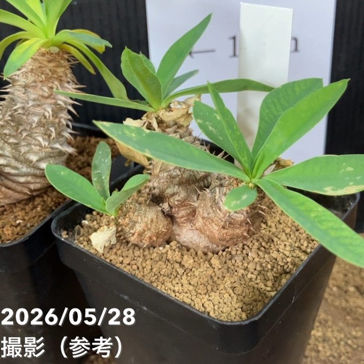 ユーフォルビア パルビメデューサ ハイブリッド 2.5号｜観葉04-PA