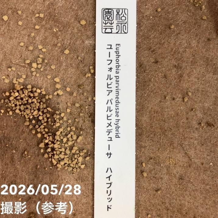 ユーフォルビア パルビメデューサ ハイブリッド 2.5号｜観葉04-PA
