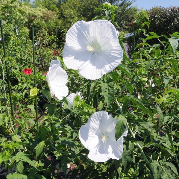 タイタンビカス 3.5号 エルフ (トールタイプ)|草花01-D1