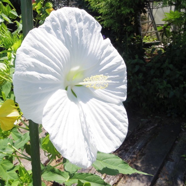 タイタンビカス 3.5号 エルフ (トールタイプ)|草花01-D1