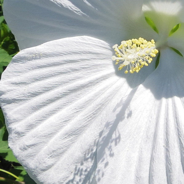 タイタンビカス 3.5号 エルフ (トールタイプ)|草花01-D1