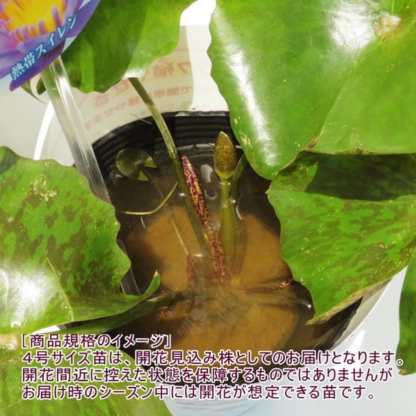決算P5倍！10%OFF！8/2まで】熱帯スイレン 4号 キーラルゴ｜草花01-D1