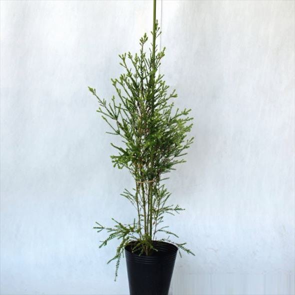 メラレウカ センテッドペーパーバーグ 5号 ※お届けに10日程度かかる場合がございます。|花木10-TN