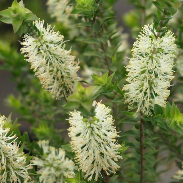 メラレウカ センテッドペーパーバーグ 5号 ※お届けに10日程度かかる