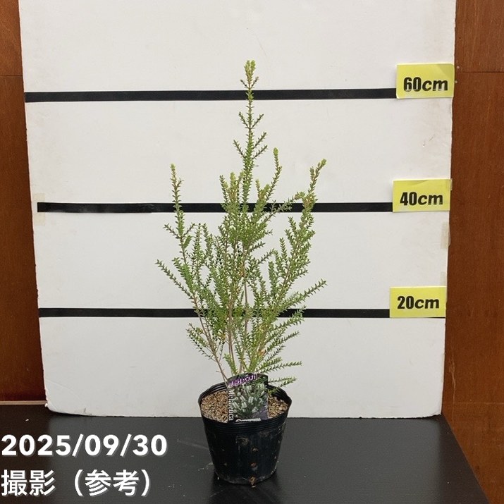 メラレウカ センテッドペーパーバーグ 5号 ※お届けに10日程度かかる