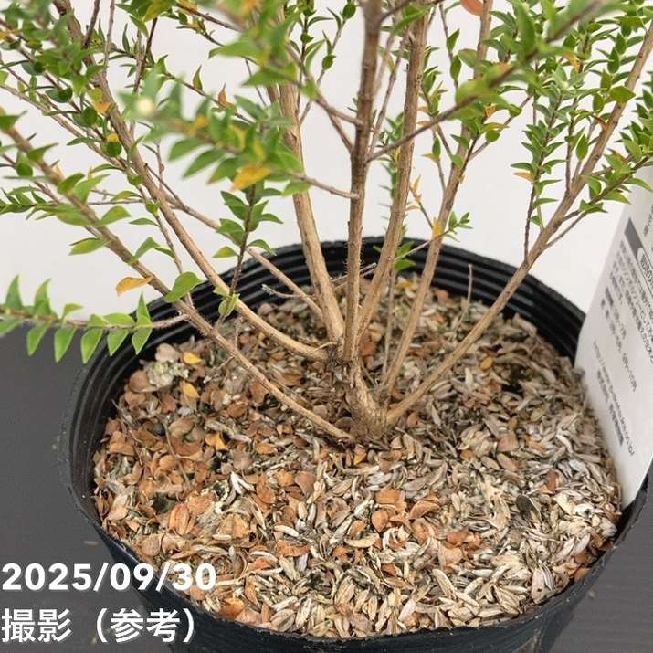 メラレウカ センテッドペーパーバーグ 5号 ※お届けに10日程度かかる場合がございます。|花木10-TN