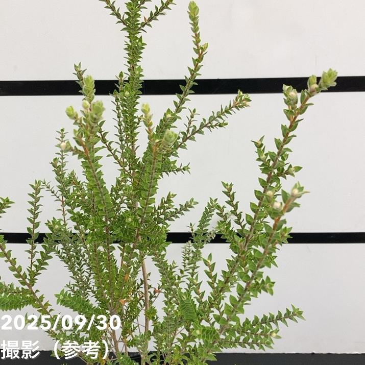 メラレウカ センテッドペーパーバーグ 5号 ※お届けに10日程度かかる