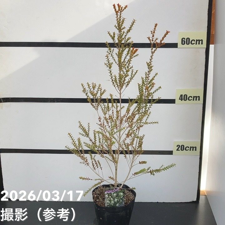 メラレウカ センテッドペーパーバーグ 5号 ※お届けに10日程度かかる