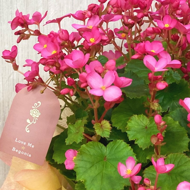 フラワーバスケット ベゴニア 和紙 ピーチクリーム Pa すべての商品 赤塚植物園オンライン 花の音 フラワーバスケット ベゴニア 和紙 ピーチクリーム Pa すべての商品 赤塚植物園オンライン 花の音