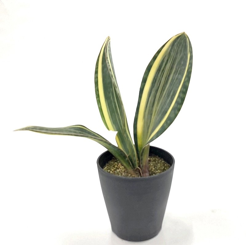 一点物 珍しい サンスベリア マッソニアナ バリエガータ 3枚葉 5号 黒鉢仕様 5 6 赤塚植物園自社農場 サンスベリア サンセベリア 赤塚植物園オンライン 花の音